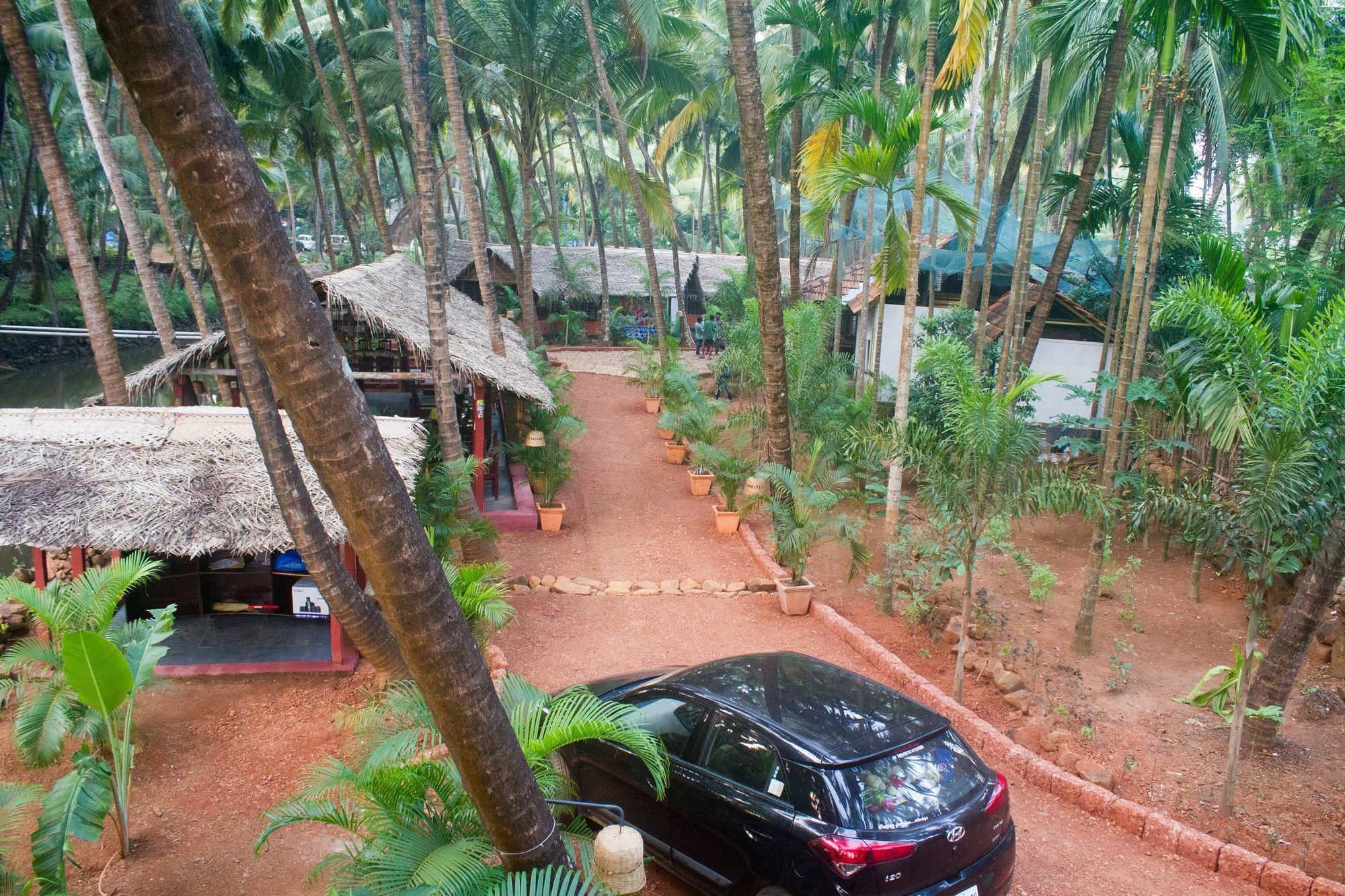Palm Trees Ayurvedic Heritage